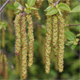 Ostrya carpinifolia