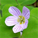 Oxalis acetosella