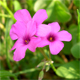 Oxalis articulata