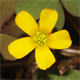 Oxalis corniculata