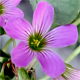 Oxalis debilis