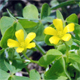 Oxalis dillenii