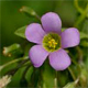 Oxalis latifolia