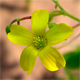 Oxalis stricta
