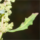 Oxybasis glauca