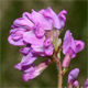 Oxytropis montana
