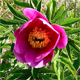 Paeonia officinalis