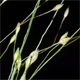 Panicum capillare