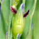 Panicum dichotomiflorum