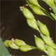 Panicum miliaceum