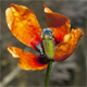 Roemeria argemone