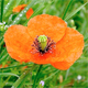 Papaver dubium