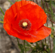 Papaver rhoeas
