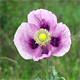 Papaver somniferum