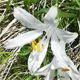Paradisea liliastrum