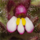 Parentucellia latifolia