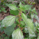 Parietaria judaica