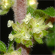Parietaria officinalis