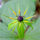 Paris quadrifolia