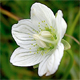 Parnassia palustris