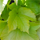 Parthenocissus tricuspidata