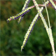 Paspalum dilatatum