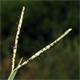 Paspalum distichum