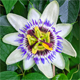 Passiflora caerulea