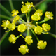 Pastinaca sativa s.