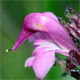 Pedicularis rostratocapitata