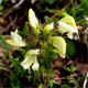 Pedicularis tuberosa