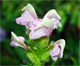 Pedicularis xerubescens