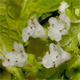 Perilla frutescens
