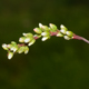 Persicaria hydropiper