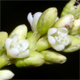 Persicaria minor