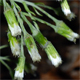 Petasites albus