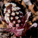 Petasites hybridus