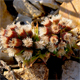Petasites paradoxus