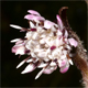 Petasites pyrenaicus