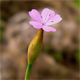 Petrorhagia prolifera