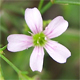 Petrorhagia saxifraga