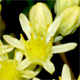 Petrosedum sediforme s.