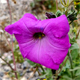 Petunia atkinsiana