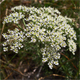 Pteroselinum austriacum
