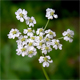 Dichoropetalum carvifolium-chabraei