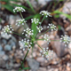 Oreoselinum nigrum