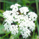 Xanthoselinum venetum
