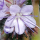 Phacelia tanacetifolia