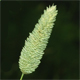 Phalaris aquatica