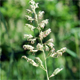 Phalaroides arundinacea